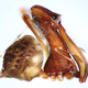 Eriauchenius milajaneae (pictured above) is one of the 18 new species of pelican spiders from Madagascar described by the scientists. Credit: Hannah Wood, Smithsonian